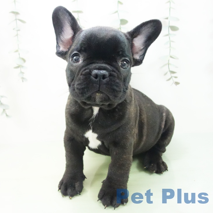 東京都のフレンチブルドッグ (ペッツワン 青梅インター店/2025年8月20日生まれ/男の子/ブリンドル)の子犬の2枚目の画像
