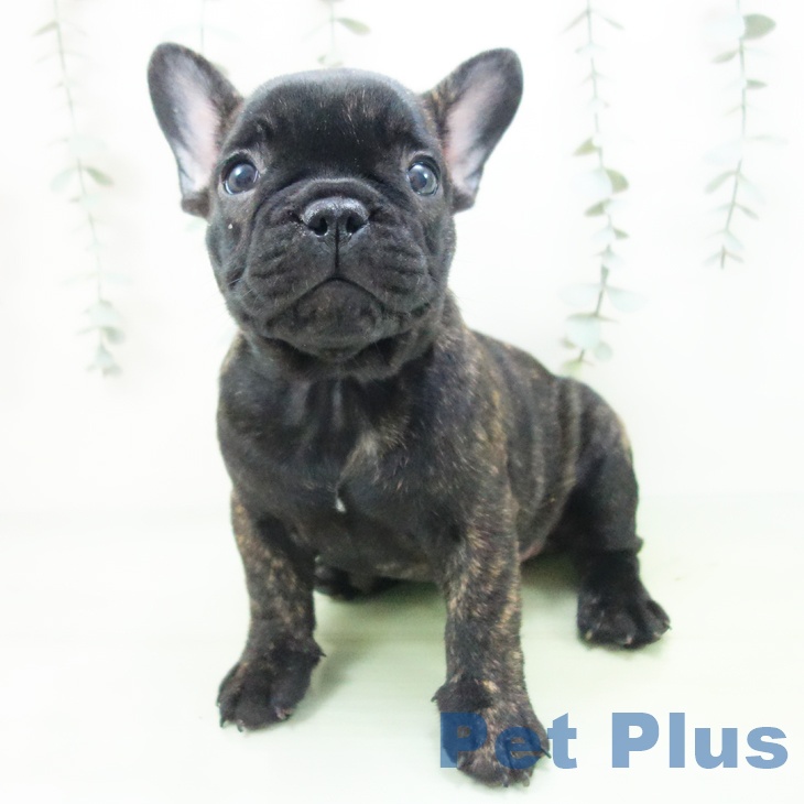 宮城県のフレンチブルドッグ (ペットプラス 仙台上杉店/2025年8月20日生まれ/女の子/ブリンドル)の子犬の2枚目の画像