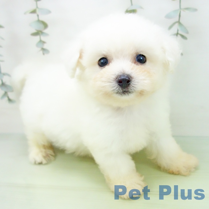 愛知県のビションフリーゼ (ペットプラス ナゴヤドーム前店/2025年8月19日生まれ/男の子/ホワイト)の子犬の1枚目の画像