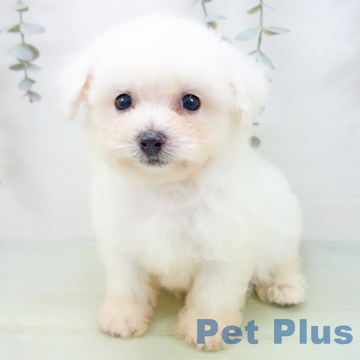 愛知県のビションフリーゼ (ペットプラス ナゴヤドーム前店/2025年8月19日生まれ/男の子/ホワイト)の子犬の2枚目の画像
