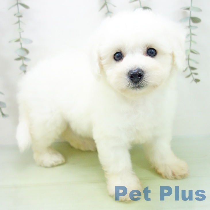 三重県のビションフリーゼ (ペットプラス 東員店/2025年8月19日生まれ/女の子/ホワイト)の子犬の1枚目の画像
