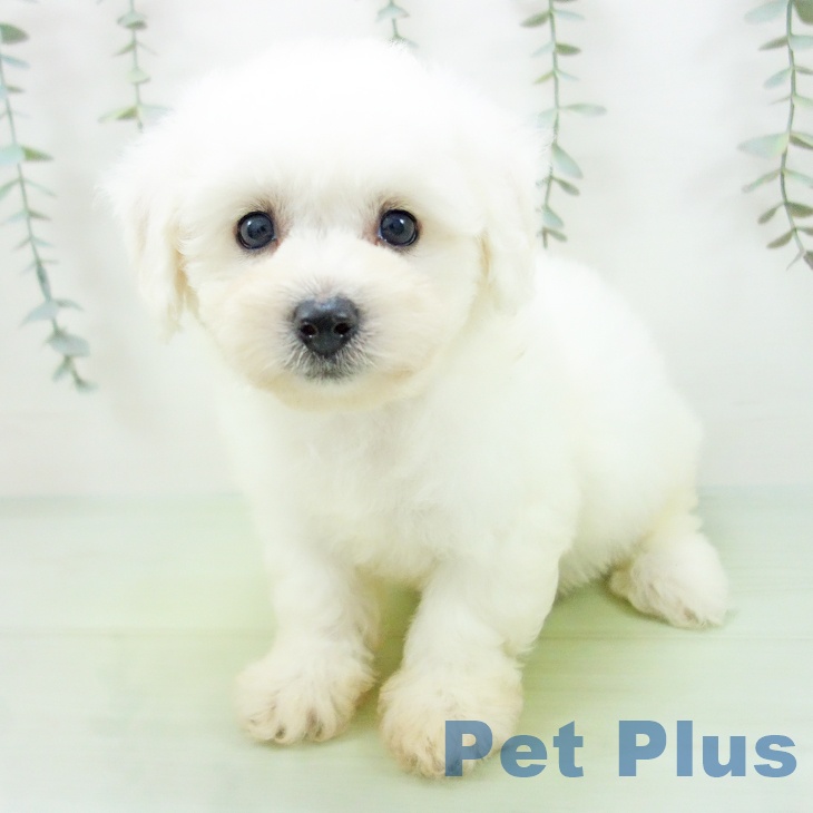 三重県のビションフリーゼ (ペットプラス 東員店/2025年8月19日生まれ/女の子/ホワイト)の子犬の2枚目の画像