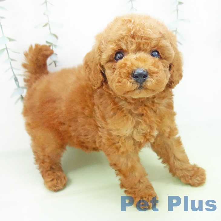 トイ・プードル