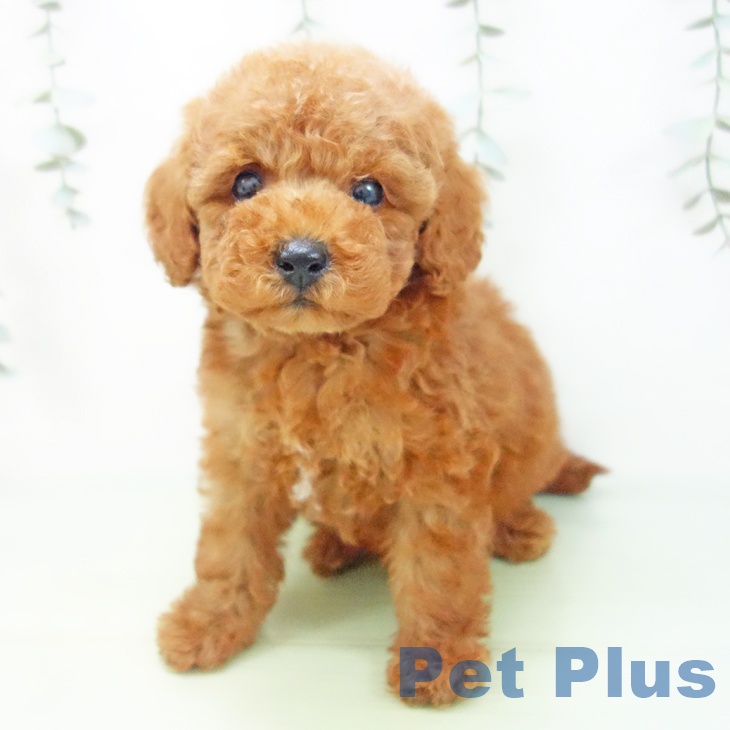 トイ・プードルの写真2