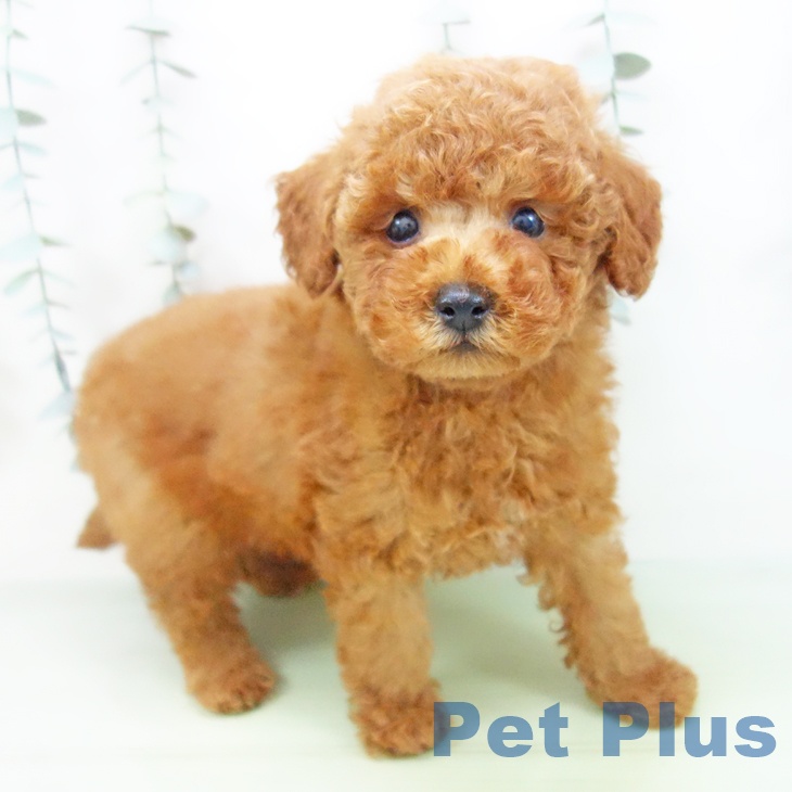 トイ・プードル