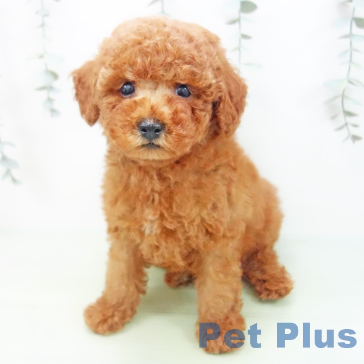 愛知県のトイプードル(トイ) (ペットプラス イオンモール豊川店/2025年8月22日生まれ/男の子/レッド)の子犬の2枚目の画像
