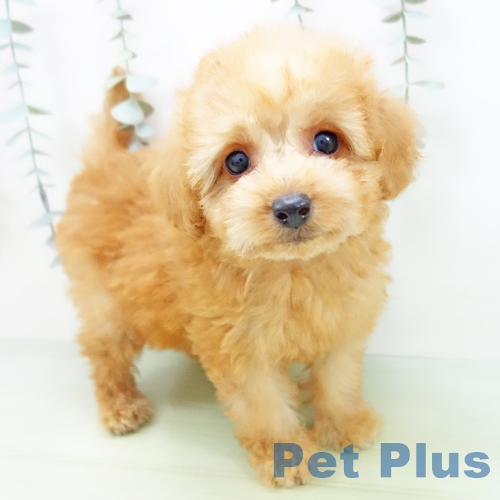 岐阜県のトイプードル(トイ) (ペットプラス 光ケ丘店/2025年8月22日生まれ/女の子/アプリコット)の子犬の1枚目の画像