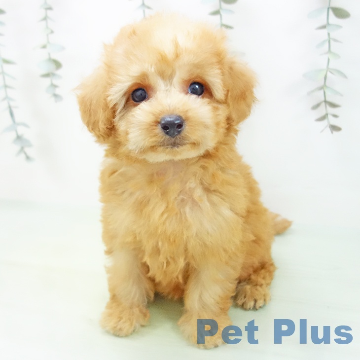 岐阜県のトイプードル(トイ) (ペットプラス 光ケ丘店/2025年8月22日生まれ/女の子/アプリコット)の子犬の2枚目の画像