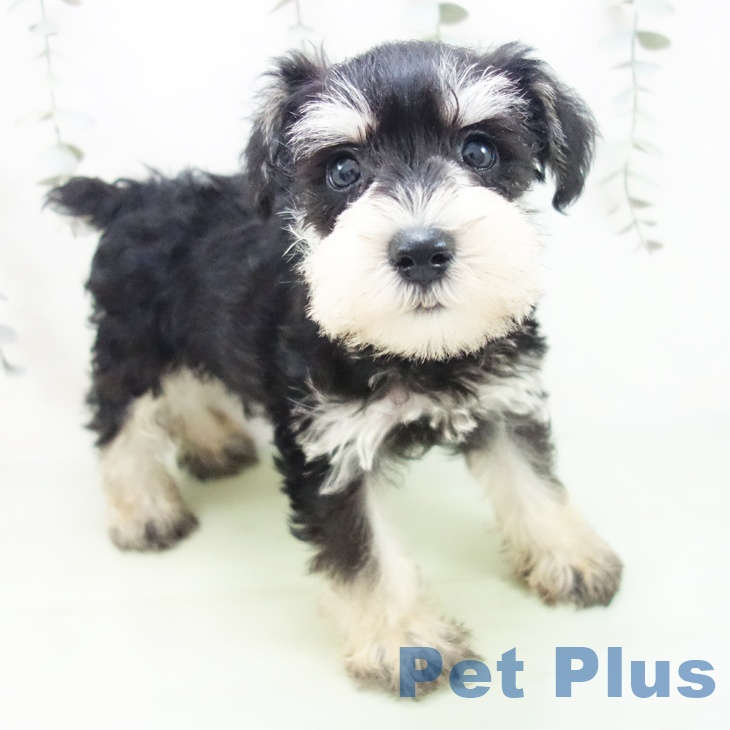 ミニチュア・シュナウザー