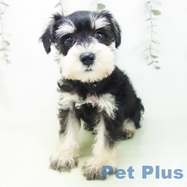 石川県のミニチュアシュナウザー (ペットプラス 白山店/2025年8月23日生まれ/男の子/ブラックシルバー)の子犬の2枚目の画像