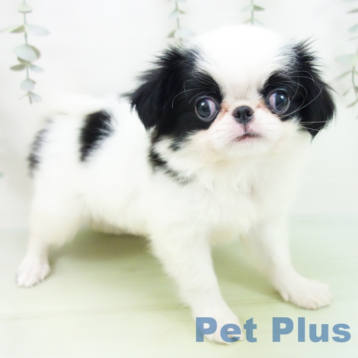 愛知県の狆 (ペットプラス ナゴヤドーム前店/2025年8月16日生まれ/男の子/白黒)の子犬の1枚目の画像