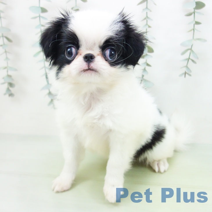 愛知県の狆 (ペットプラス ナゴヤドーム前店/2025年8月16日生まれ/男の子/白黒)の子犬の2枚目の画像