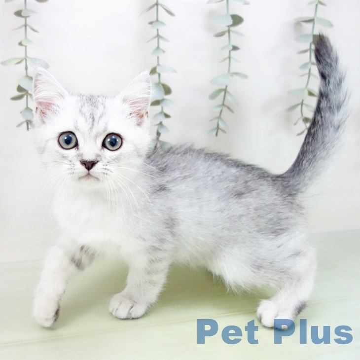 愛知県のミヌエット (ペットプラス みなと店/2025年8月10日生まれ/男の子/シルバータビー)の子猫の1枚目の画像