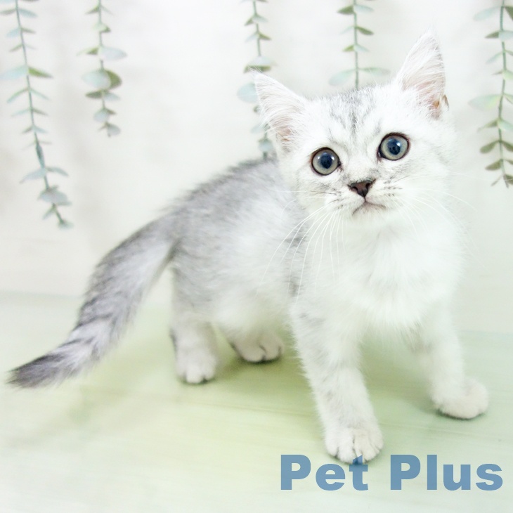 愛知県のミヌエット (ペットプラス みなと店/2025年8月10日生まれ/男の子/シルバータビー)の子猫の2枚目の画像