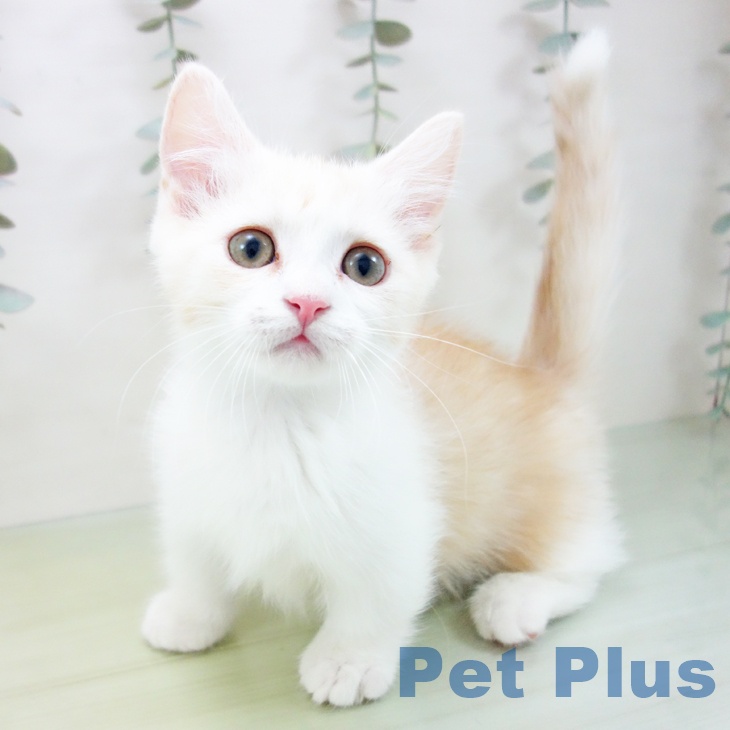 愛知県のミヌエット (ペットプラス イオンモール長久手店/2025年8月10日生まれ/男の子/カメオタビーホワイト)の子猫の1枚目の画像