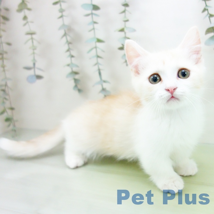 愛知県のミヌエット (ペットプラス イオンモール長久手店/2025年8月10日生まれ/男の子/カメオタビーホワイト)の子猫の2枚目の画像