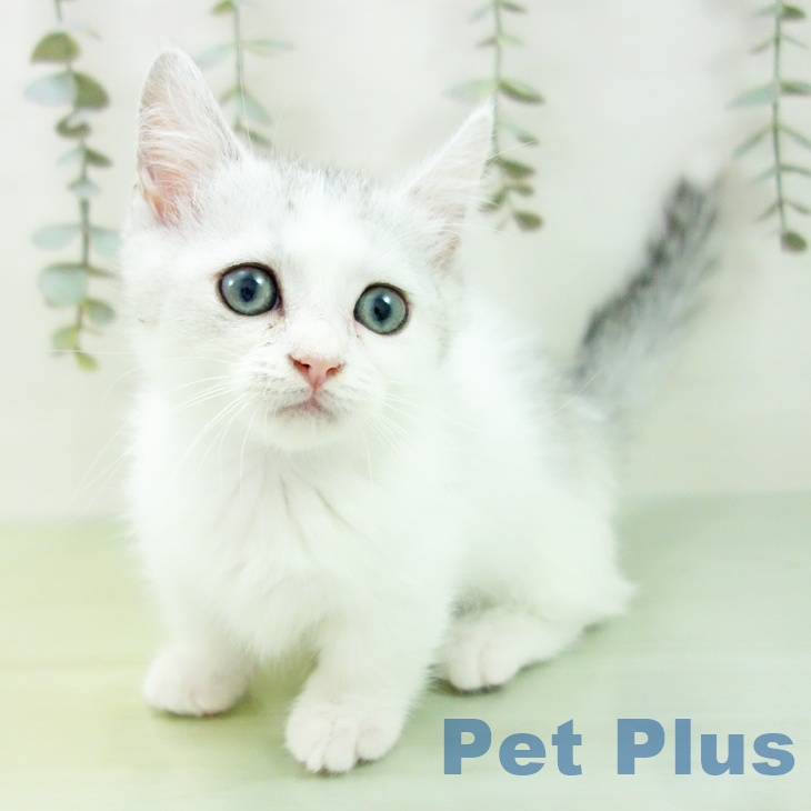 愛知県のミヌエット (ペットプラス 熱田店/2025年8月10日生まれ/男の子/シルバータビーホワイト)の子猫の1枚目の画像