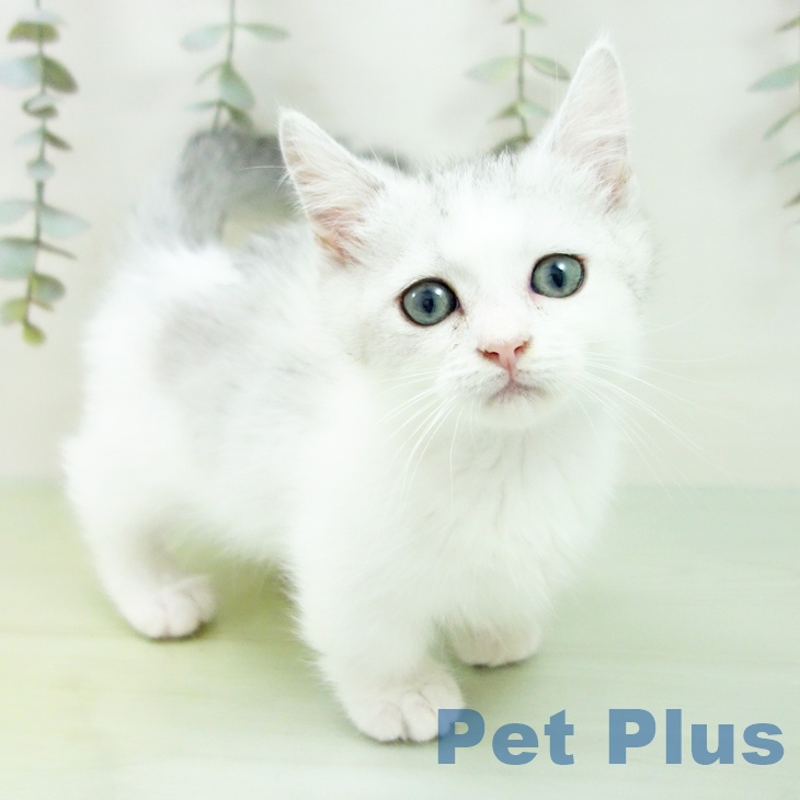愛知県のミヌエット (ペットプラス 熱田店/2025年8月10日生まれ/男の子/シルバータビーホワイト)の子猫の2枚目の画像