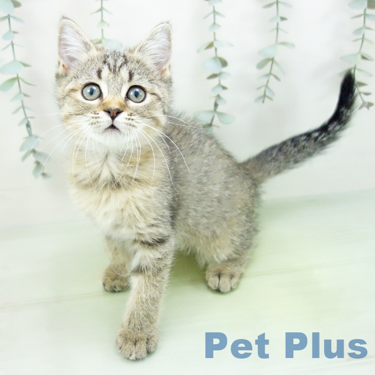 愛知県のミヌエット (ペットプラス 千音寺店/2025年8月10日生まれ/女の子/ブラウンタビー)の子猫の1枚目の画像