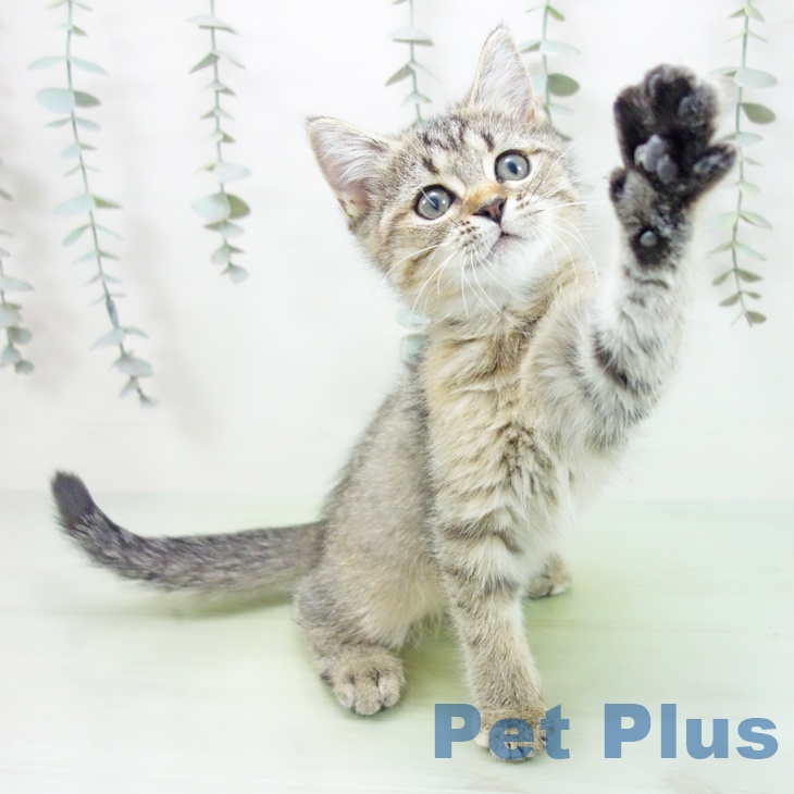 愛知県のミヌエット (ペットプラス 千音寺店/2025年8月10日生まれ/女の子/ブラウンタビー)の子猫の2枚目の画像