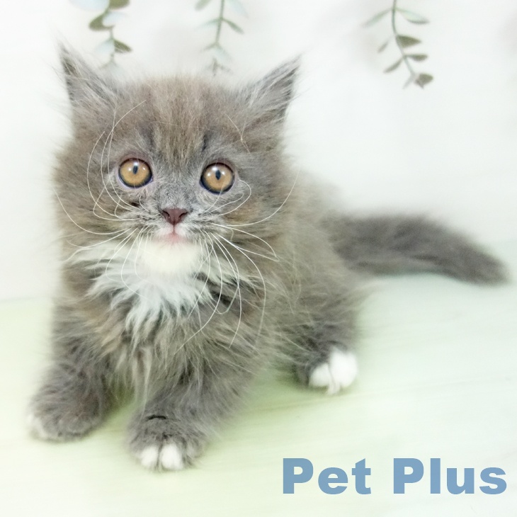 愛知県のマンチカン (ペットプラス mozoワンダーシティ店/2025年8月13日生まれ/男の子/ブルータビーホワイト)の子猫の1枚目の画像