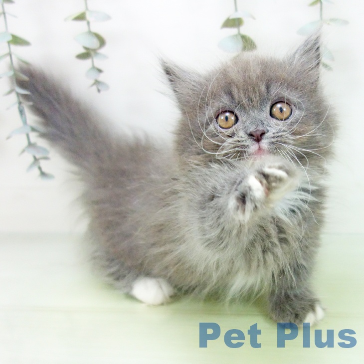 愛知県のマンチカン (ペットプラス mozoワンダーシティ店/2025年8月13日生まれ/男の子/ブルータビーホワイト)の子猫の2枚目の画像