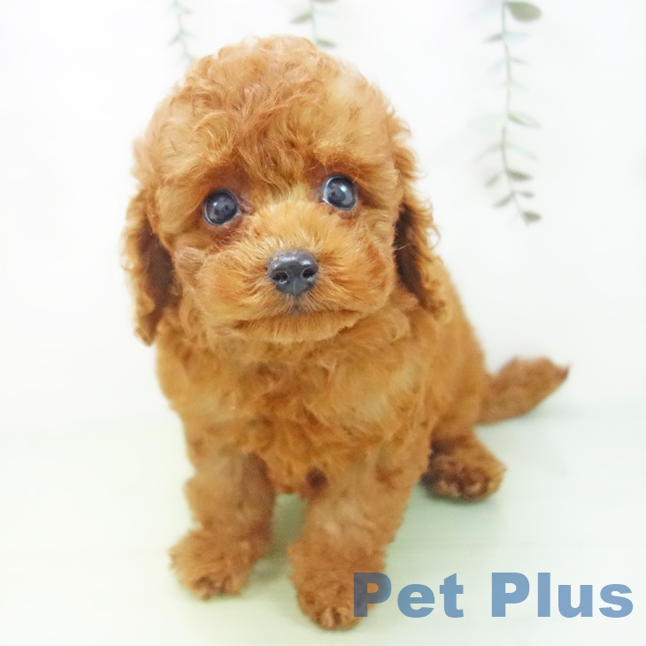 愛知県のトイプードル(トイ) (ペットプラス熱田店/2025年8月21日生まれ/男の子/レッド)の子犬の2枚目の画像