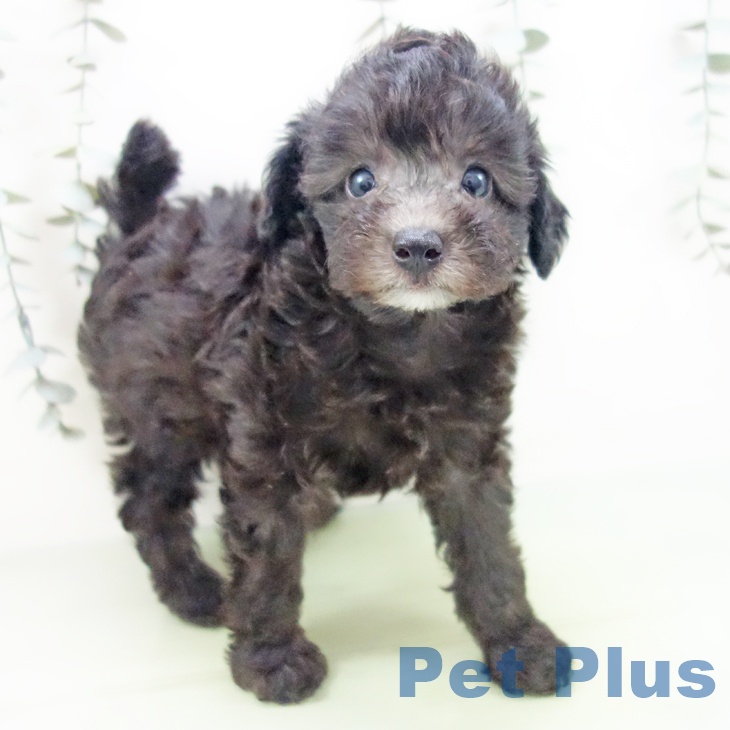 トイ・プードル