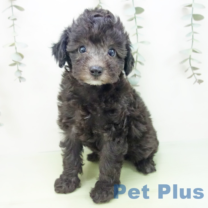 トイ・プードルの写真2