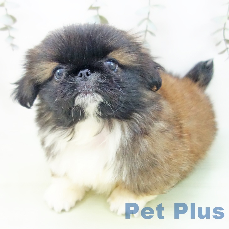愛知県のペキニーズ (ペットプラス 岡崎店/2025年8月25日生まれ/女の子/フォーンホワイトブラックマスク)の子犬の2枚目の画像