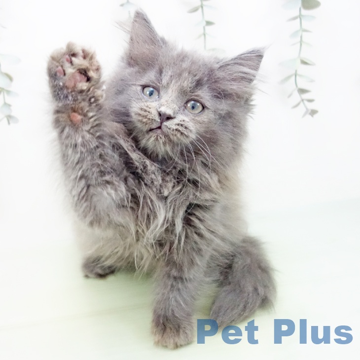 ラガマフィンの写真2