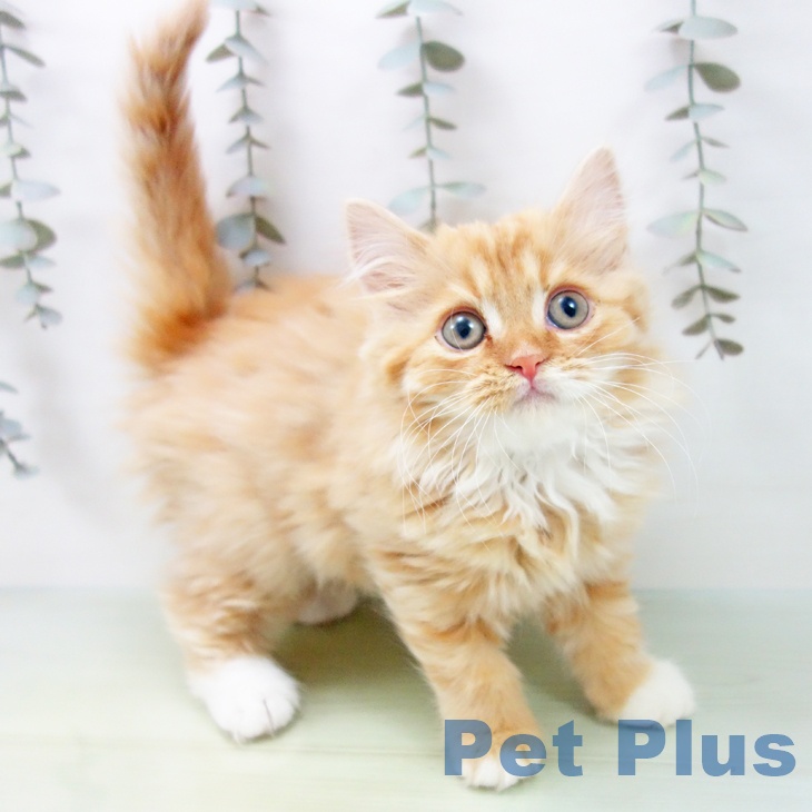 富山県のスコティッシュフォールド (ペットプラス 高岡店/2025年8月24日生まれ/男の子/レッドタビーホワイト)の子猫の1枚目の画像