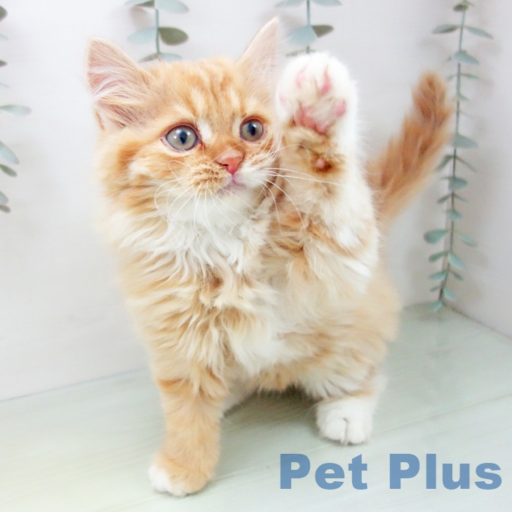 富山県のスコティッシュフォールド (ペットプラス 高岡店/2025年8月24日生まれ/男の子/レッドタビーホワイト)の子猫の2枚目の画像