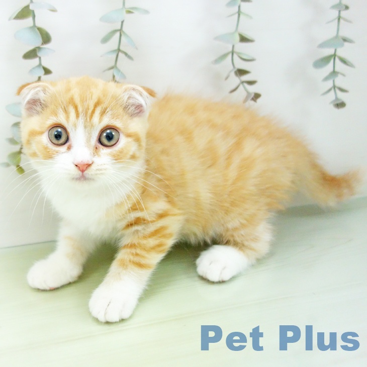 愛知県のスコティッシュフォールド (ペットプラス ナゴヤドーム前店/2025年8月24日生まれ/男の子/レッドタビーホワイト)の子猫の1枚目の画像