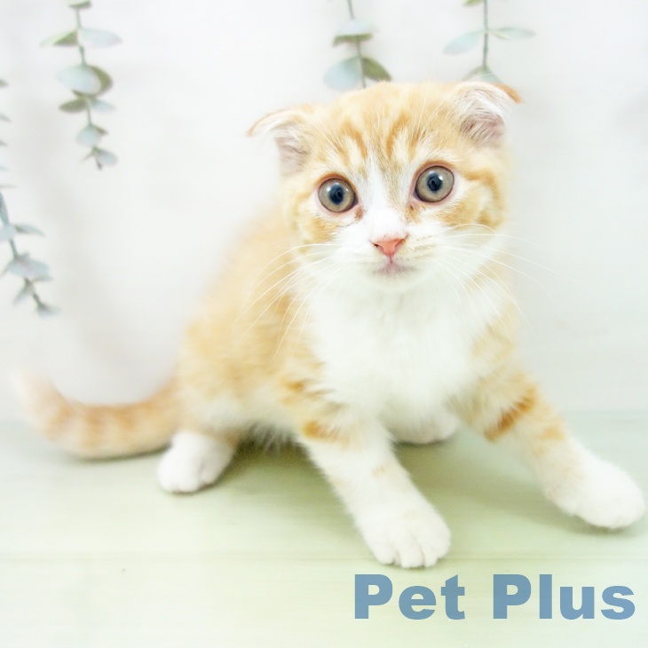 愛知県のスコティッシュフォールド (ペットプラス ナゴヤドーム前店/2025年8月24日生まれ/男の子/レッドタビーホワイト)の子猫の2枚目の画像