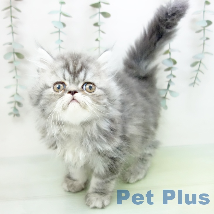 スコティッシュフォールド