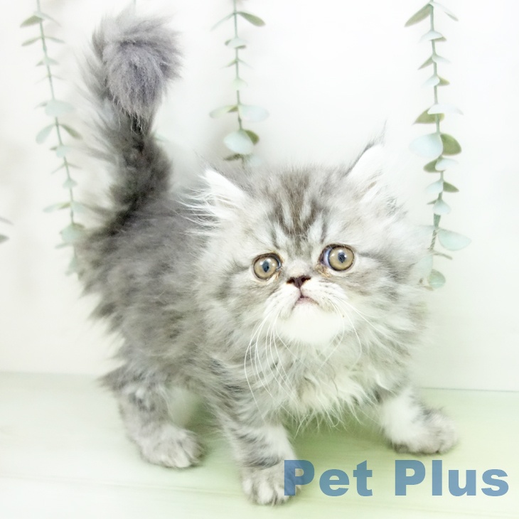 スコティッシュフォールド