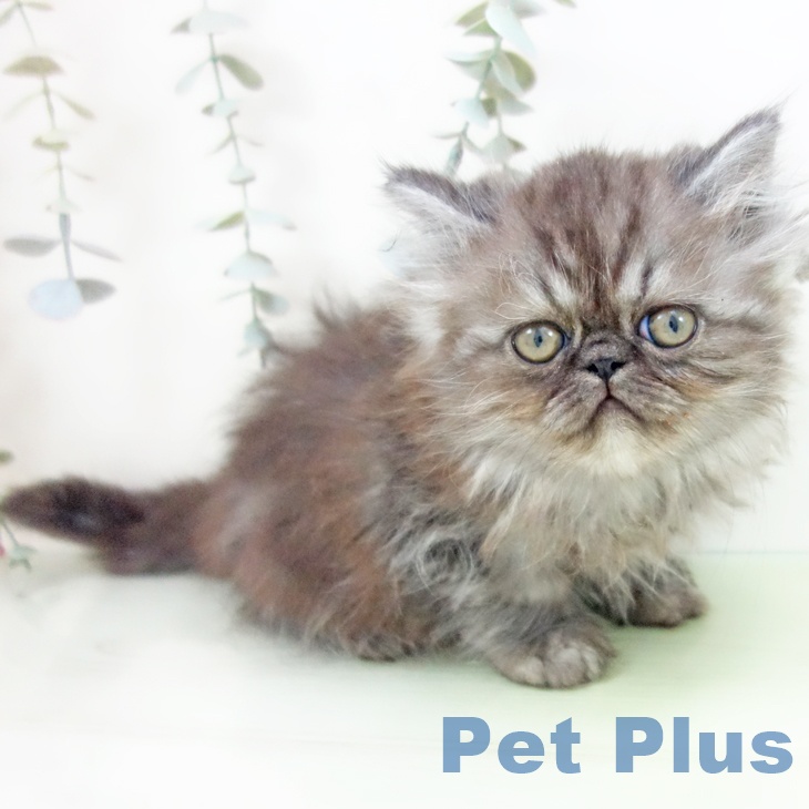 愛知県のエキゾチック (ペットプラス 岡崎店/2025年8月27日生まれ/男の子/シルバータビー)の子猫の1枚目の画像