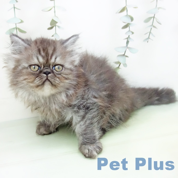 愛知県のエキゾチック (ペットプラス 岡崎店/2025年8月27日生まれ/男の子/シルバータビー)の子猫の2枚目の画像