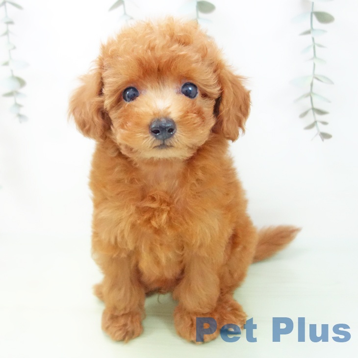 愛知県のトイプードル(トイ) (ペットプラス 豊田店/2025年8月26日生まれ/男の子/レッド)の子犬の1枚目の画像