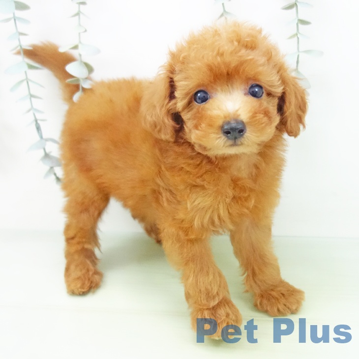 愛知県のトイプードル(トイ) (ペットプラス 豊田店/2025年8月26日生まれ/男の子/レッド)の子犬の2枚目の画像