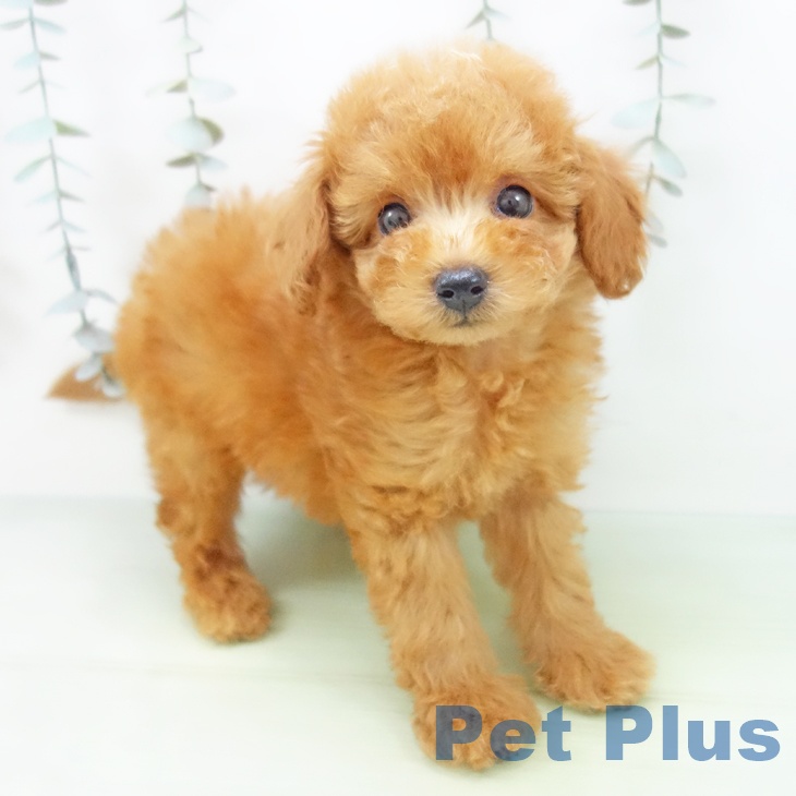 愛知県のトイプードル(トイ) (ペットプラス イオンモール長久手店/2025年8月26日生まれ/男の子/レッド)の子犬の1枚目の画像