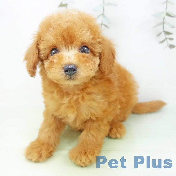 愛知県のトイプードル(トイ) (ペットプラス イオンモール長久手店/2025年8月26日生まれ/男の子/レッド)の子犬の2枚目の画像