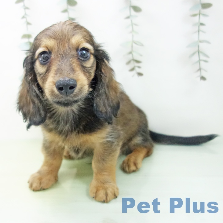 岐阜県のミニチュアダックスフンド(ロング) (ペットプラス 光ケ丘店/2025年8月27日生まれ/男の子/シェーデットレッド)の子犬の1枚目の画像