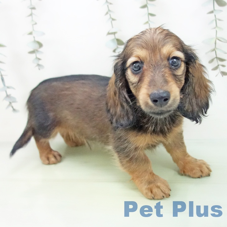 岐阜県のミニチュアダックスフンド(ロング) (ペットプラス 光ケ丘店/2025年8月27日生まれ/男の子/シェーデットレッド)の子犬の2枚目の画像