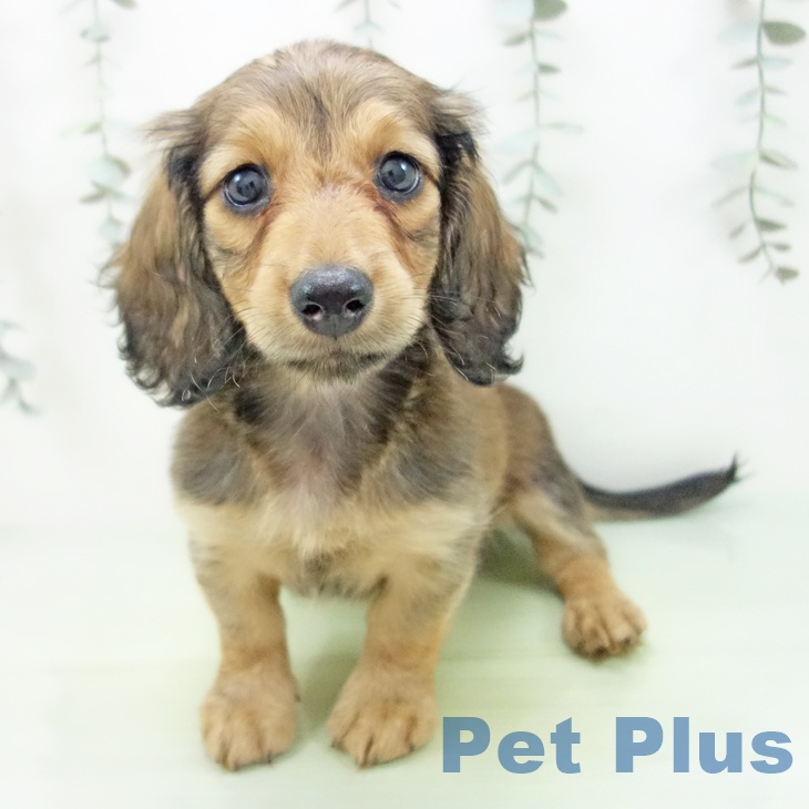 愛知県のミニチュアダックスフンド(ロング) (ペットプラス 千音寺店/2025年8月27日生まれ/男の子/シェーデットレッド)の子犬の1枚目の画像