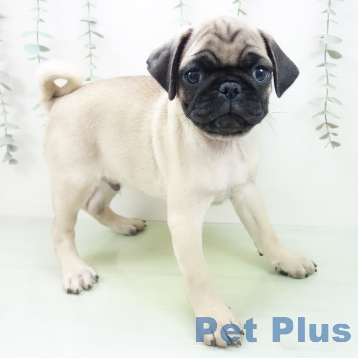 神奈川県のパグ (ペットプラス 相模原並木店/2025年8月24日生まれ/男の子/フォーン)の子犬の1枚目の画像
