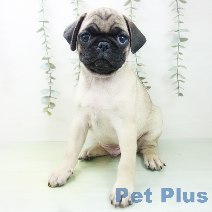 神奈川県のパグ (ペットプラス 相模原並木店/2025年8月24日生まれ/男の子/フォーン)の子犬の2枚目の画像