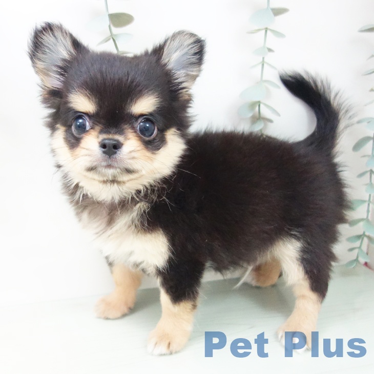 愛知県のチワワ(ロング) (ペットプラス 熱田店/2025年8月26日生まれ/男の子/ブラックタン)の子犬の1枚目の画像