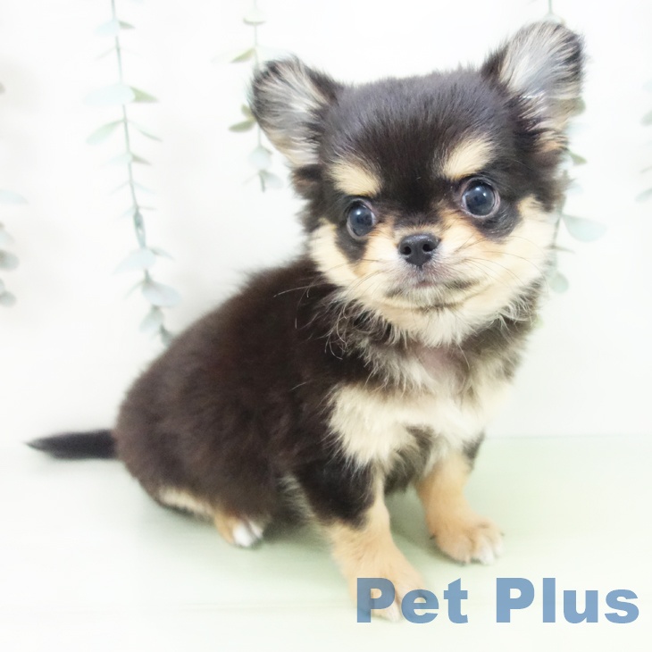 愛知県のチワワ(ロング) (ペットプラス 熱田店/2025年8月26日生まれ/男の子/ブラックタン)の子犬の2枚目の画像